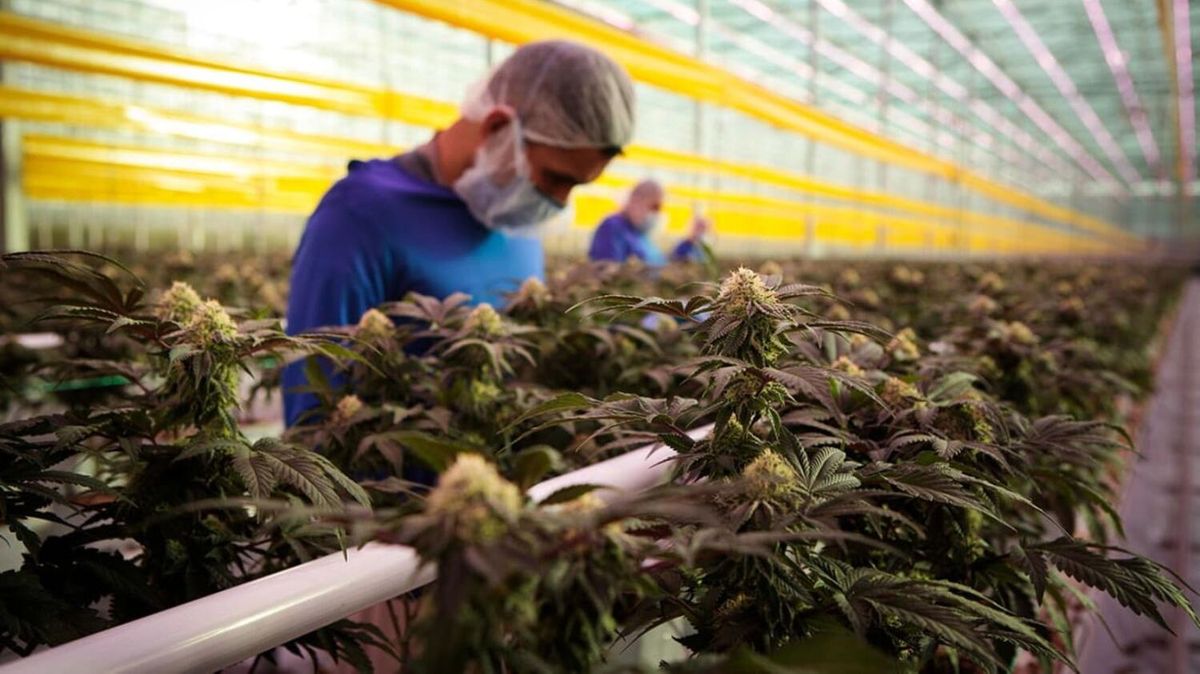 Workers in a cannabis cultivation greenhouse